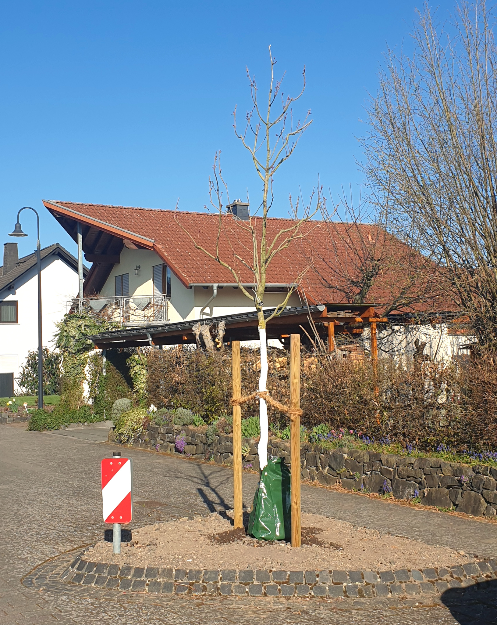 250401 baum Krautgaerten 1